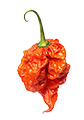 Dein Rezept mit Carolina Reaper